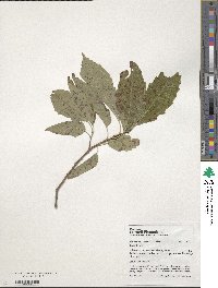 Quercus michauxii image