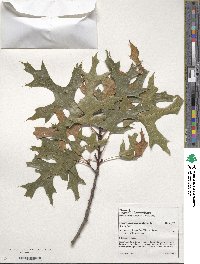 Quercus coccinea image