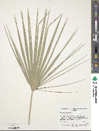 Chamaerops humilis image