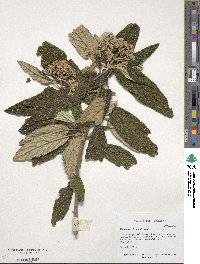 Viburnum rhytidophyllum image