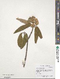 Viburnum rhytidophyllum image