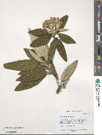 Viburnum rhytidophyllum image