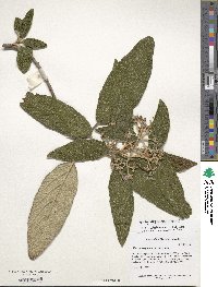 Viburnum rhytidophyllum image