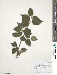 Viburnum betulifolium image