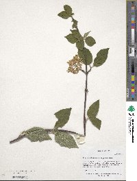 Viburnum betulifolium image