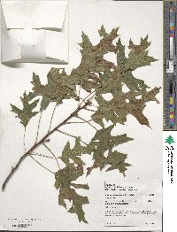 Quercus coccinea image