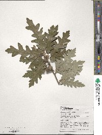 Quercus cerris image