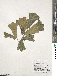 Quercus marilandica image