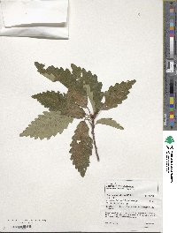 Quercus montana image