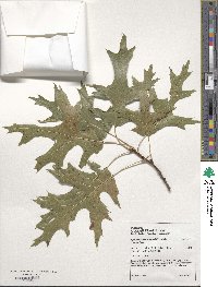 Quercus coccinea image