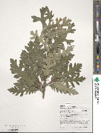 Quercus cerris image