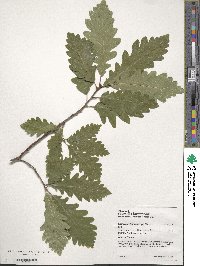 Quercus dalechampii image