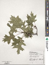 Quercus palustris image