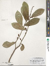 Magnolia laevifolia image