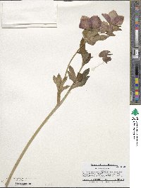 Helleborus orientalis image