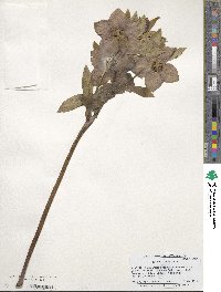 Helleborus orientalis image