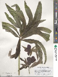 Helleborus orientalis image