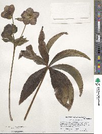 Helleborus orientalis image