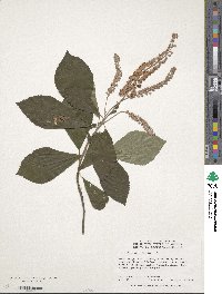 Clethra alnifolia image