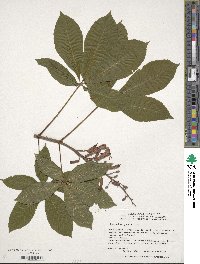 Aesculus pavia image