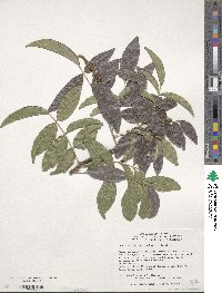 Wisteriopsis reticulata image