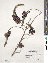 Wisteriopsis reticulata image