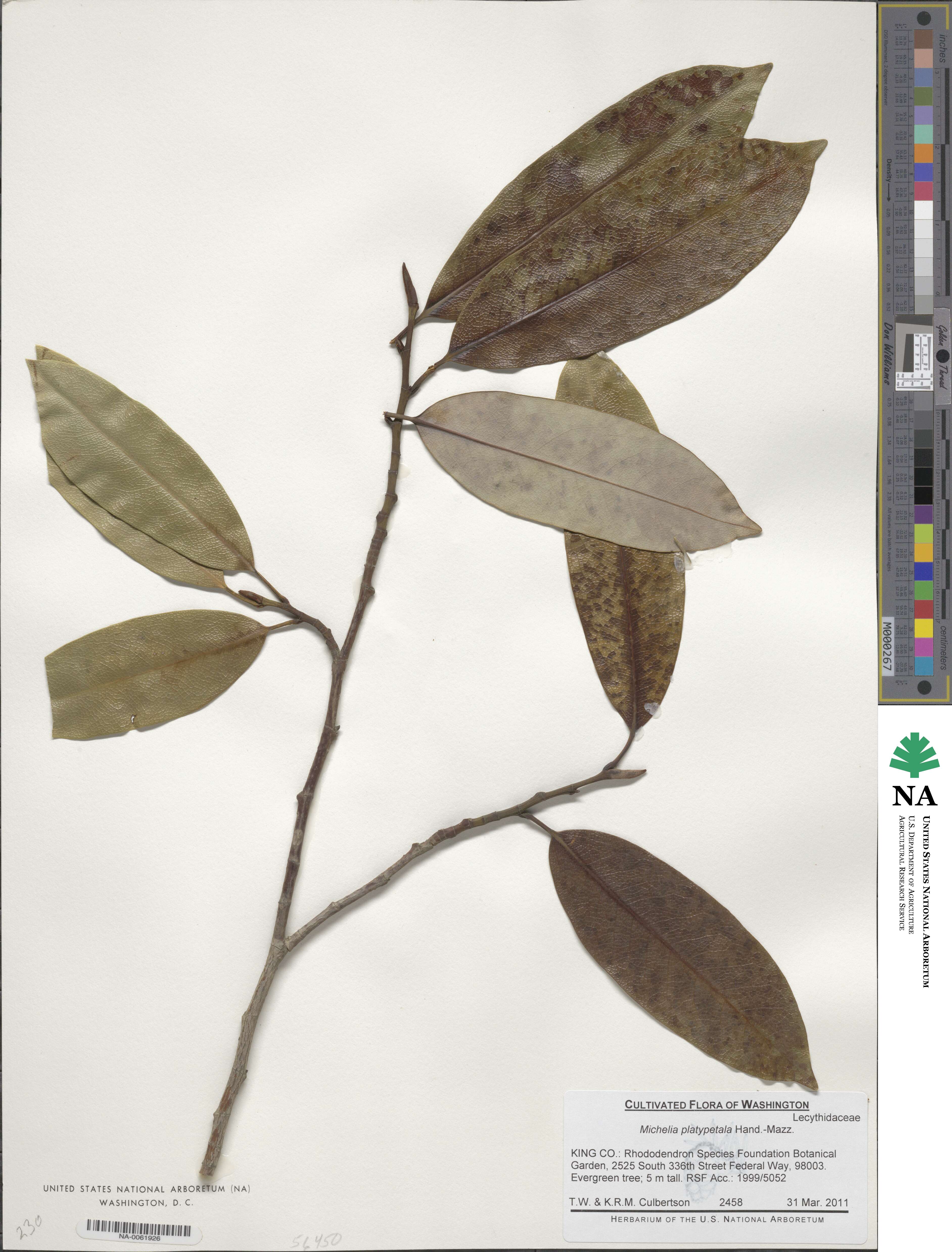 Magnolia maudiae var. platypetala image