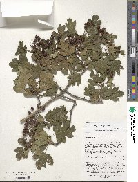 Crataegus sanguinea image