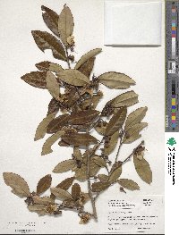 Camellia sinensis image