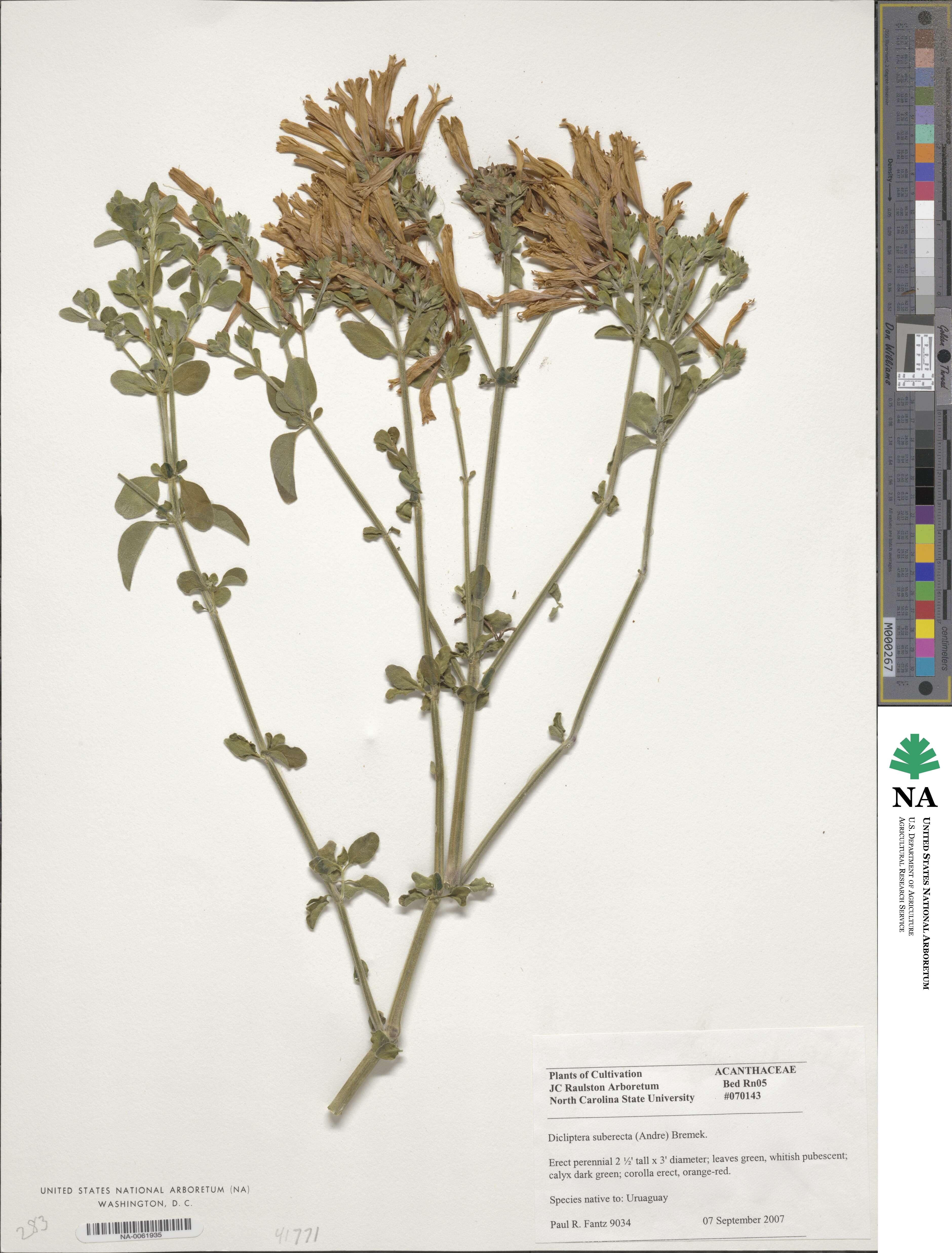 Dicliptera squarrosa image