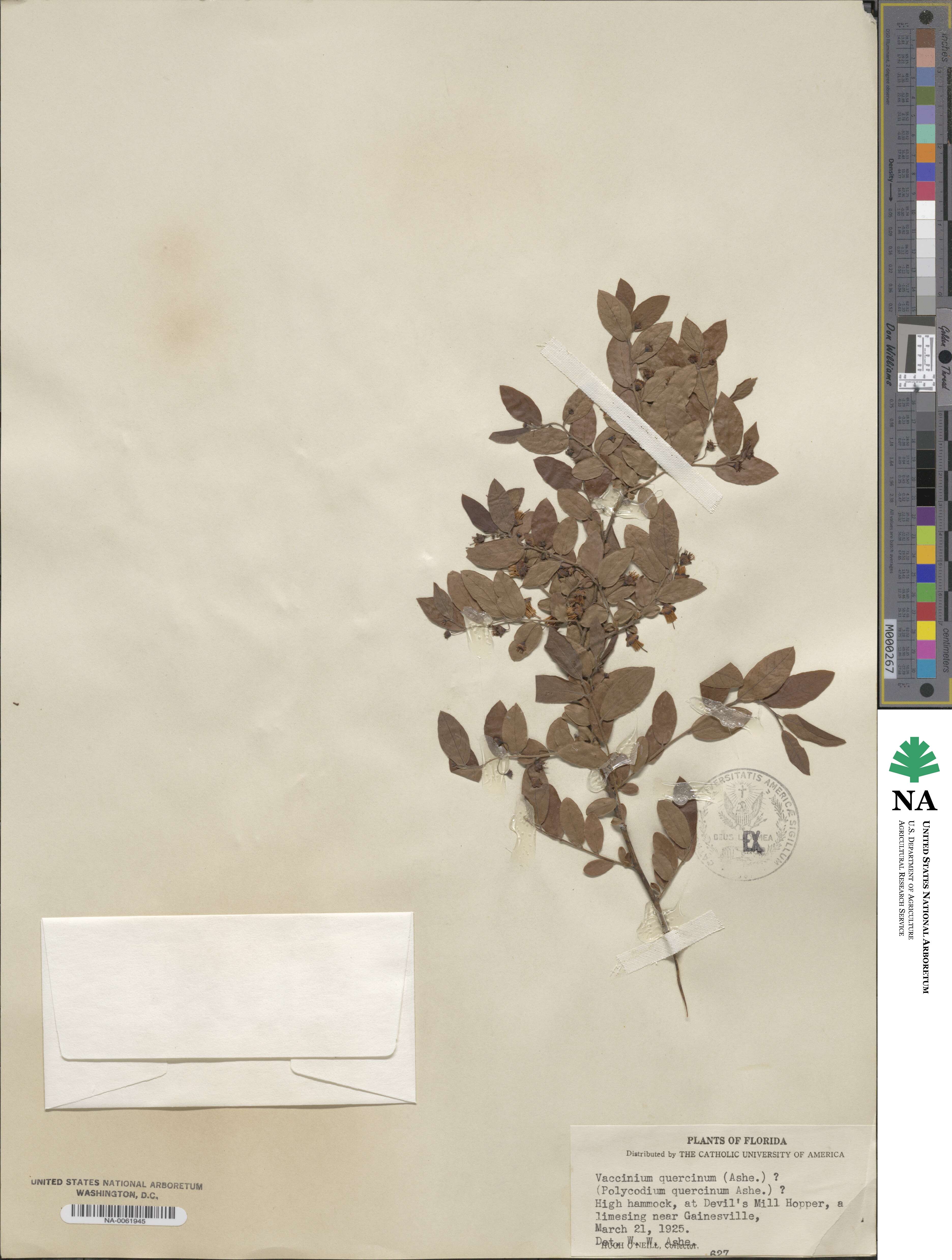 Vaccinium stamineum image