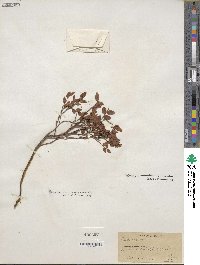 Vaccinium scoparium image