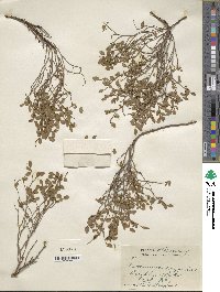 Vaccinium scoparium image