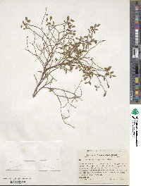 Vaccinium scoparium image