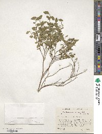 Vaccinium scoparium image