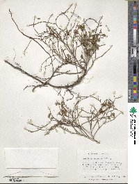 Vaccinium scoparium image