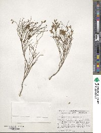 Vaccinium scoparium image