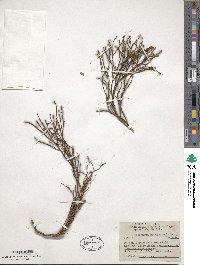 Vaccinium scoparium image