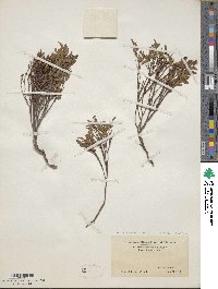 Vaccinium scoparium image