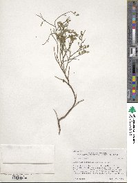 Vaccinium scoparium image