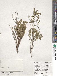 Vaccinium scoparium image