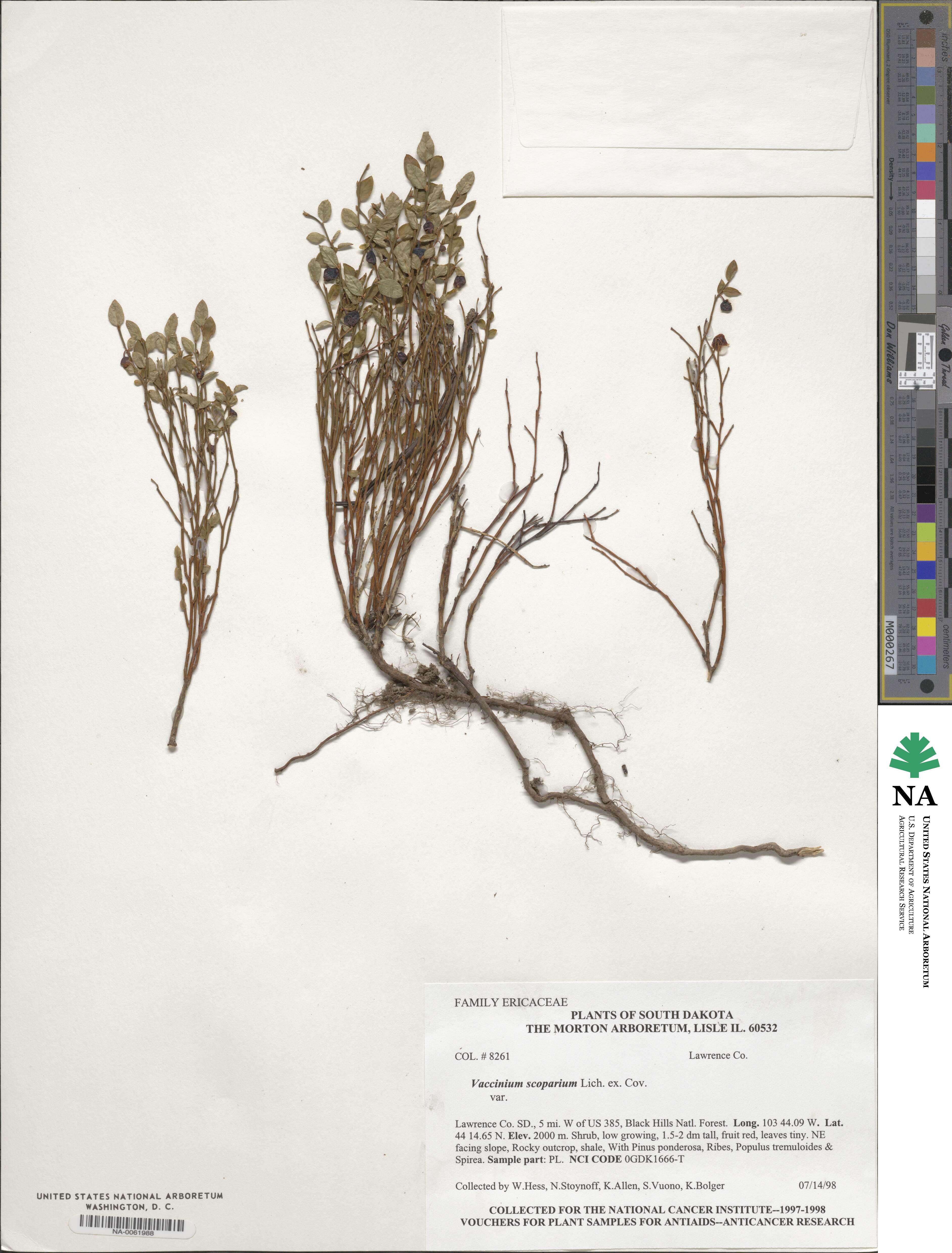 Vaccinium scoparium image