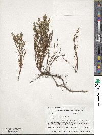 Vaccinium scoparium image