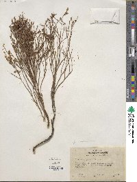 Vaccinium scoparium image