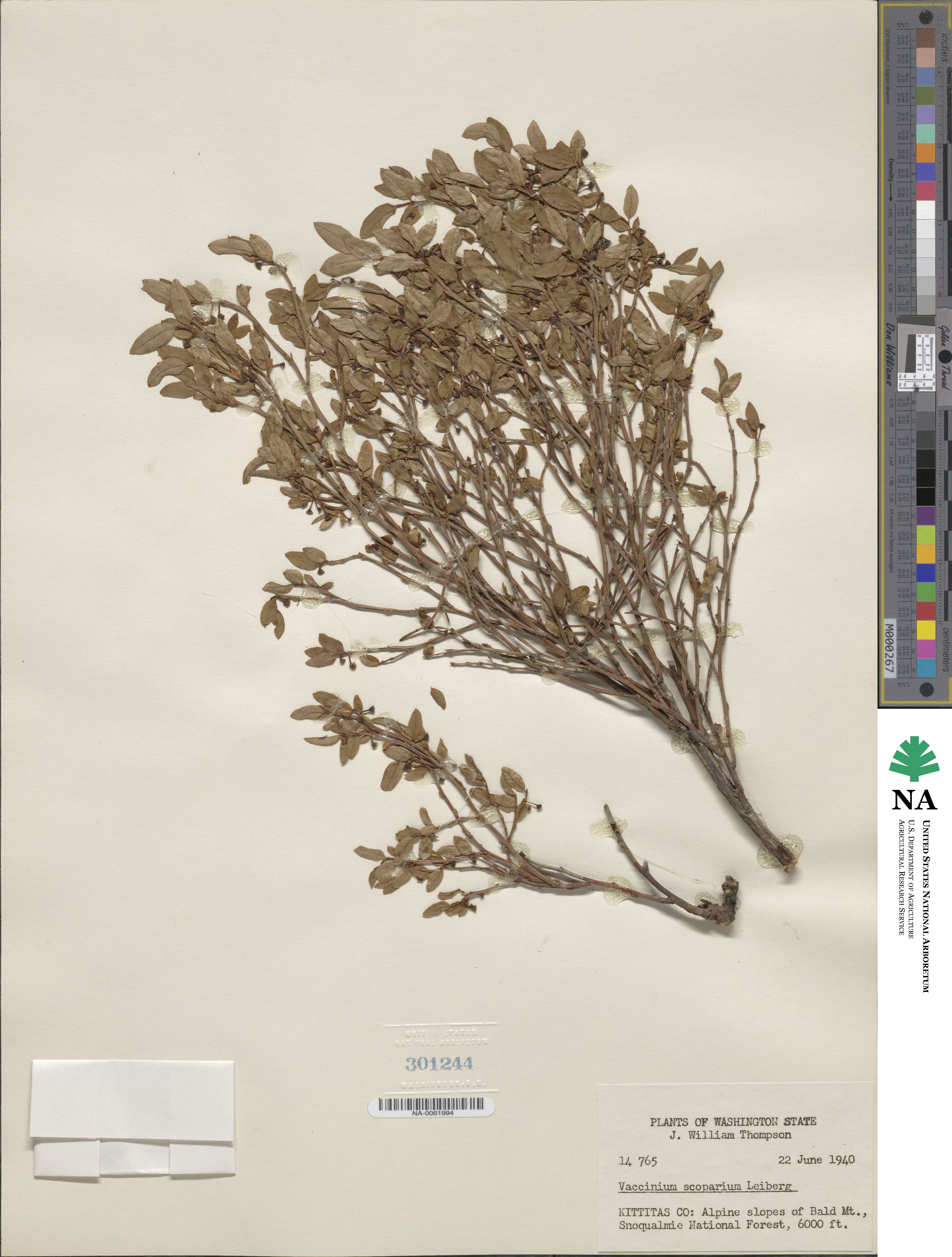 Vaccinium scoparium image