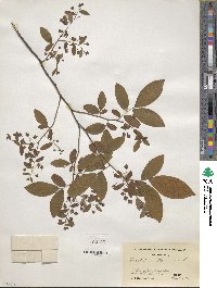 Vaccinium stamineum image