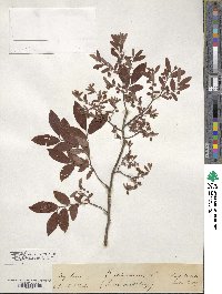 Vaccinium stamineum image