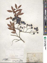 Vaccinium stamineum image