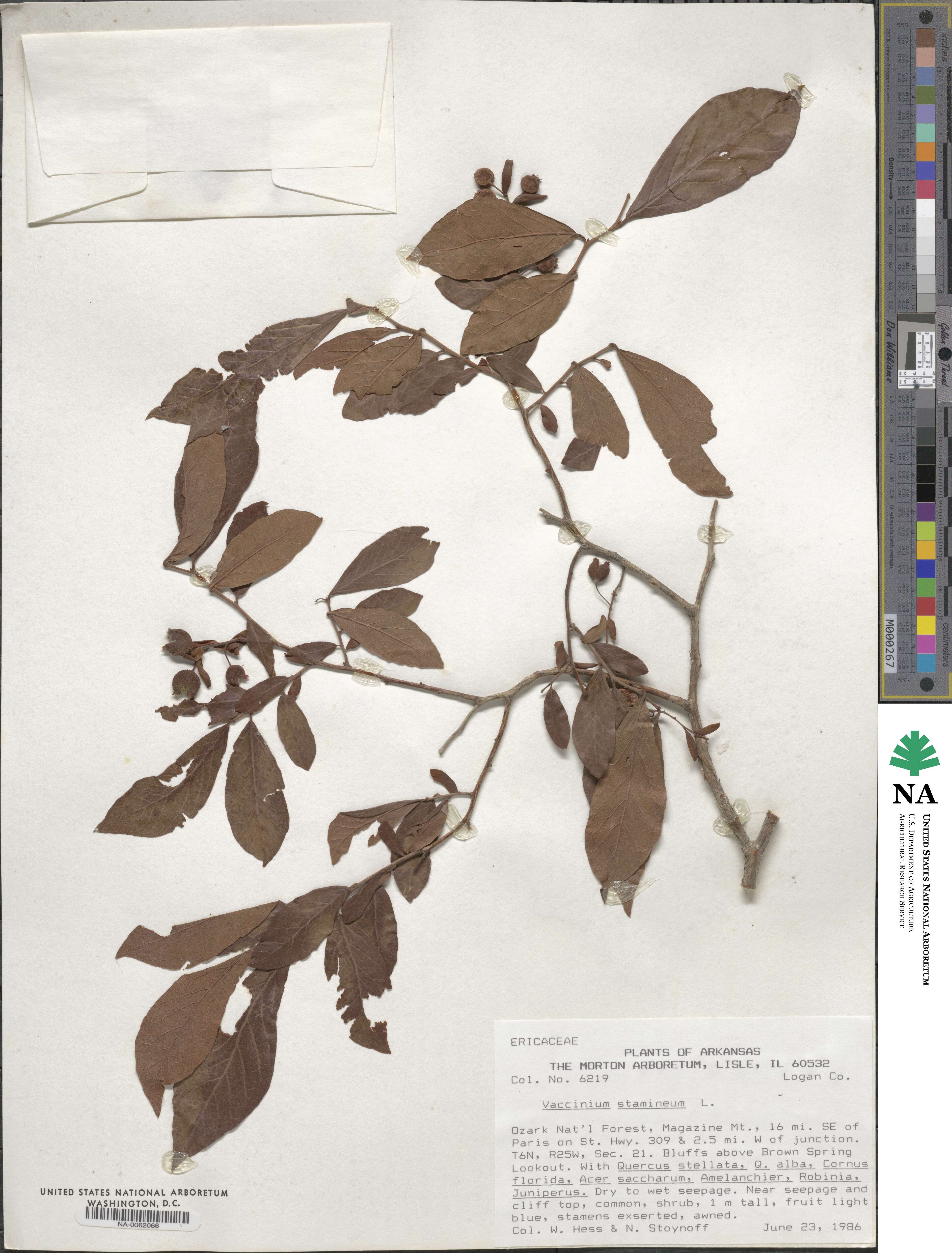 Vaccinium stamineum image