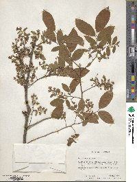 Vaccinium simulatum image